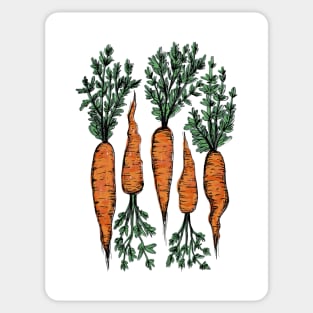 Fresh Carrots Sticker